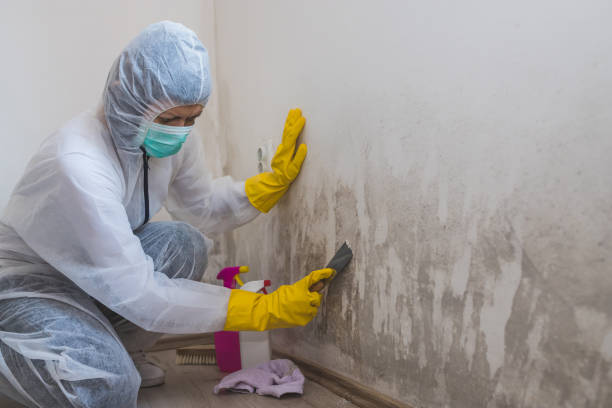 Best Mold Odor Removal Services  in North Pekin, IL